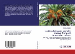 In vitro date palm somatic embryo from cell suspension culture - Abohatem, Mansour;Baaziz, Mohmmed