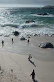 Alive! little penguin friends - Natural and shiny - Photo Art Notebooks (6 x 9 series)