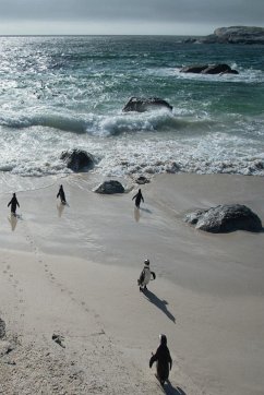 Alive! little penguin friends - Natural and shiny - Photo Art Notebooks (6 x 9 series) - Jansson, Eva-Lotta