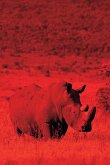 Alive! white rhino - Red duotone - Photo Art Notebooks (6 x 9 series)