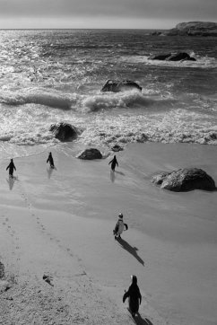 Alive! little penguin friends - black and white - Photo Art Notebooks (6 x 9 series) - Jansson, Eva-Lotta