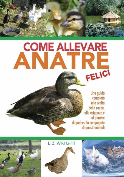 Come allevare anatre felici Come allevare anatre felici