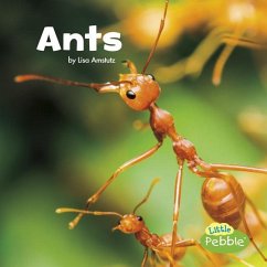 Ants - Amstutz, Lisa J