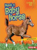 Meet a Baby Horse