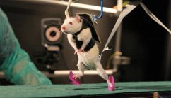 Cover In Experiments With Rats (eBook, ePUB)