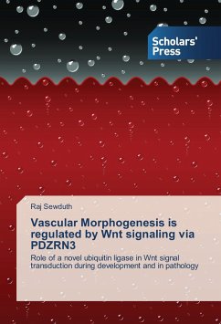 Vascular Morphogenesis is regulated by Wnt signaling via PDZRN3 - Sewduth, Raj