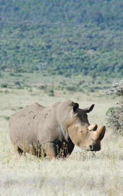 Alive! white rhino - Natural - Photo Art Notebooks (5 x 8 series) - Jansson, Eva-Lotta