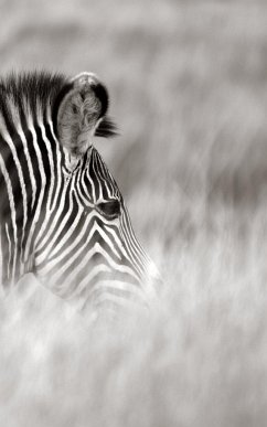 Alive! zebra stripes - Black and white - Photo Art Notebooks (5 x 8 series) - Jansson, Eva-Lotta