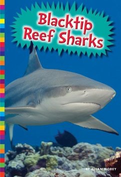 Blacktip Reef Sharks - Morey, Allan