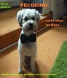 PECORINO. Nicht alles ist Käse (eBook,... - Bild 1