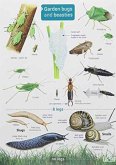 Garden Bugs and Beasties Garden Bugs and Beasties