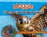 Maggie the One-Eyed Peregrine Falcon... - Bild 1