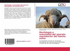 Morfología e inmunidad del aparato reproductor del macho ovino - Castillo Hernández, Gabriela;Tórtora Pérez, Jorge Luis;García Tovar, Carlos G.