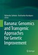 Banana: Genomics and Transgenic... - Bild 1