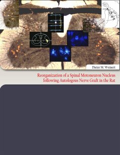 Reorganization of a Spinal Motoneuron Nucleus following Autologous Nerve Graft in the Rat - Weinert, Dieter M.