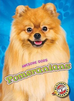 Pomeranians - Brown, Domini