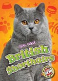 British Shorthairs