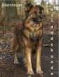 Abenteuer Auslandshunde - Bild 1