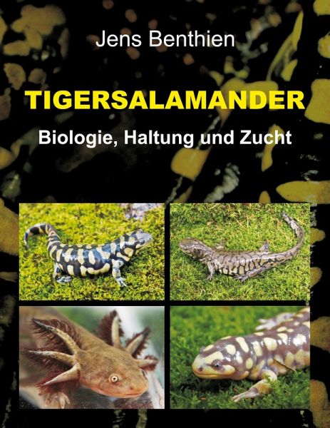 Tigersalamander