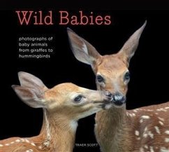 Wild Babies (eBook, ePUB) - Scott, Traer