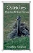 Ostriches: Flightless Birds of Wonder... - Bild 1