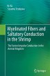 Myelinated Fibers and Saltatory... - Bild 1