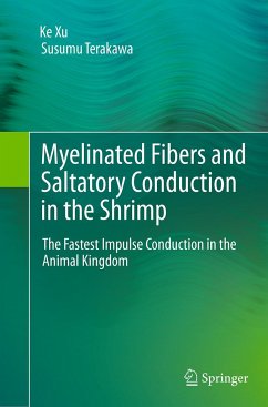 Myelinated Fibers and Saltatory Conduction in the Shrimp - Xu, Ke;Terakawa, Susumu