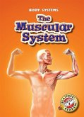 The Muscular System