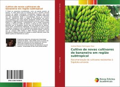 Cultivo de novas cultivares de bananeira em região subtropical