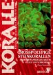 Grosspolypige Steinkorallen im... - Bild 1