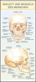 Skelett und Muskeln des Menschen. Leporello-Klappkarte,