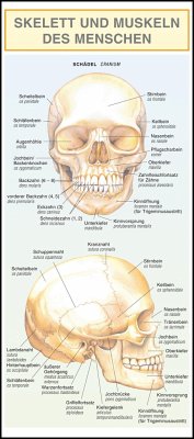 Skelett und Muskeln des Menschen. Leporello-Klappkarte, - Dancová, Barbora
