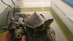 Interesting Insights in the world of Indian Roofed Turtles (eBook, ePUB)