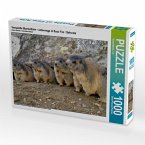 Verspielte Murmeltiere - unterwegs in Saas Fee / Schweiz (Puzzle)