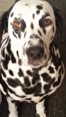 Cover Vom Glück einen Hund zu haben (eBook, ePUB)