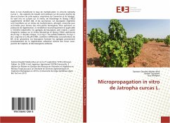 Micropropagation in vitro de Jatropha curcas L. - Medza Mve, Samson Daudet;Toussaint, André;Mergeai, Guy