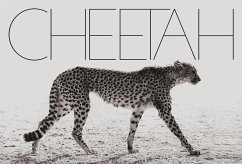 Mark Segal: Cheetah - Segal, Mark