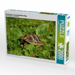 Cover Griechisches Landschildkröten Baby (Puzzle)