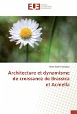 Architecture et dynamisme de croissance de Brassica et Acmella