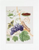 Maria Sibylla Merian - gerahmter Druck "Grape Vine" Maria Sibylla Merian - gerahmter Druck "Grape Vine"
