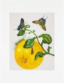 Maria Sibylla Merian - gerahmter Druck "Branch of Pomelo" Maria Sibylla Merian - gerahmter Druck "Branch of Pomelo"