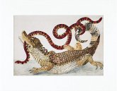 Maria Sibylla Merian - gerahmter Druck "Caiman" Maria Sibylla Merian - gerahmter Druck "Caiman"
