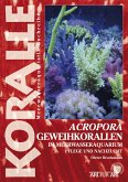 Acropora-Geweihkorallen im Meerwasseraquarium (eBook, ePUB)