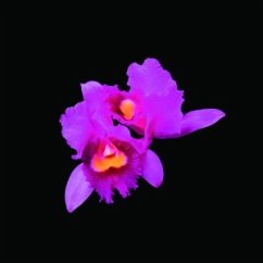 Cover Orchid