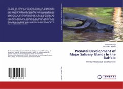 Prenatal Development of Major Salivary Glands In the Buffalo - Raja, Kannekanti;Santhi Lakshmi, M.
