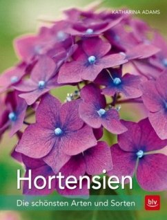Hortensien - Adams, Katharina