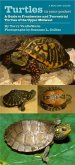 Turtles in Your Pocket (eBook, PDF)