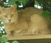 Rusty (eBook, ePUB) Rusty (eBook, ePUB)