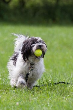 Und dann kam Wudi (eBook, ePUB) - Rohde, Marion Anne