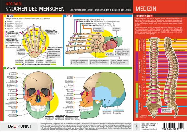 Knochen des Menschen, 1 Info-Tafel von Michael Schulze portofrei bei  bücher.de bestellen
